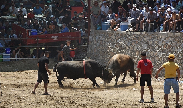 BOĞALAR SMA’LI LİNDA BEBEK İÇİN GÜREŞTİ