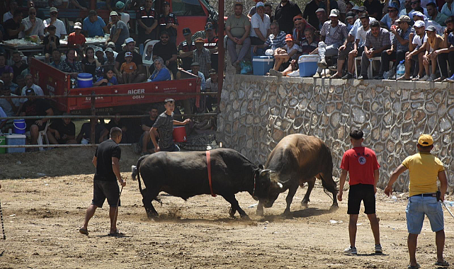 BOĞALAR SMA’LI LİNDA BEBEK İÇİN GÜREŞTİ